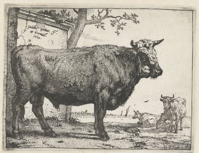 Taureau - Paulus Potter