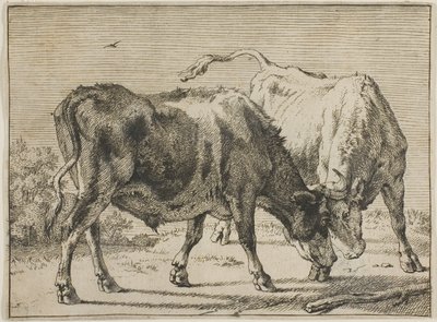 Deux taureaux se battant - Paulus Potter