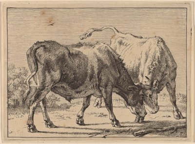 Deux bœufs se battant - Paulus Potter