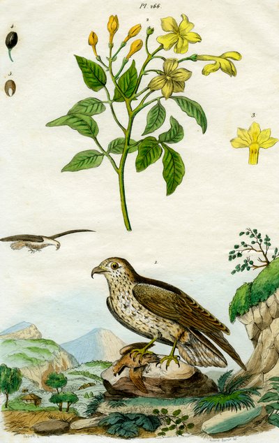 Jasmin et Aigle botté, XVIIIe ou XIXe siècle - Pedretti