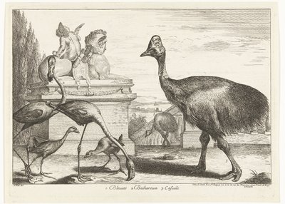 Casoars, poules d