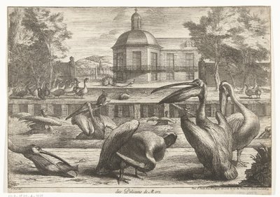 Pélicans (Vogels uit de menagerie van Versailles) - Peeter Boel (attributed to)