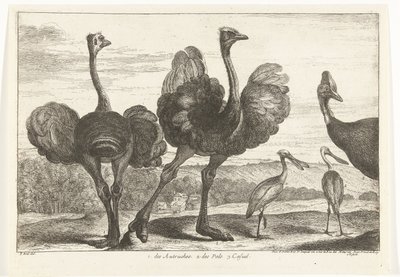 Autruches, casoar et spatule - Peeter Boel (attributed to)