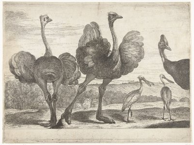 Autruches, casoar et spatule (Vogels uit de menagerie van Versailles) - Peeter Boel (attributed to)