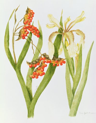 Iris Foetidissima (aquarelle) - Peggy Wyatt