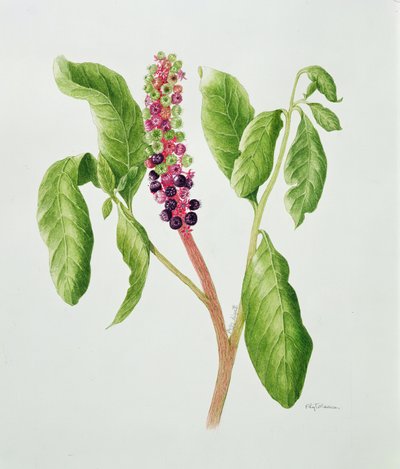 Phytolacca (aquarelle) - Peggy Wyatt