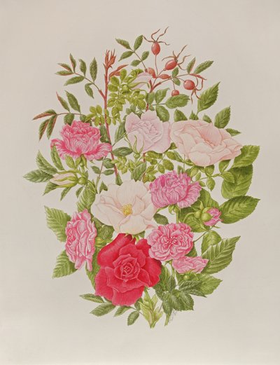 Diverses roses roses (aquarelle) - Peggy Wyatt