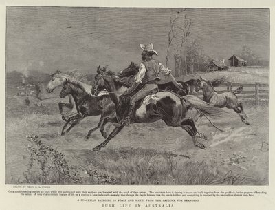 Vie de brousse en Australie - Percy F.S. Spence