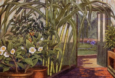 Canne à sucre, théier et caféier - Percy James Billinghurst