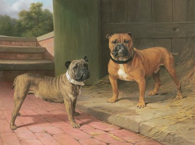 Un Bulldog rouge et un Bulldog bringé près d
