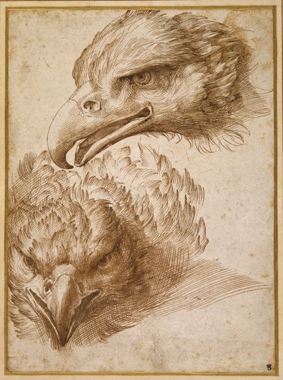 Études de la tête d