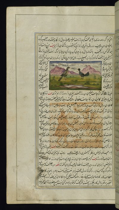 Un faucon et une poule des Lumières de Canopus - Persian School