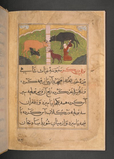 Illustration pour la traite des vaches du Ni