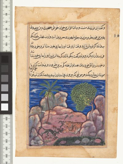 Conte XV, Le chat attaque les souris qui dérangent le lion, illustration du "Tuti-Nama", vers 1560. Inde, Moghol, Règne d