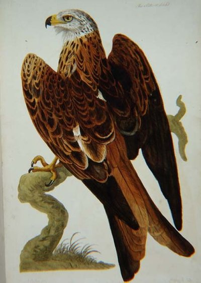 Le Milan (Milvus milvus) ou Glead, planche de 