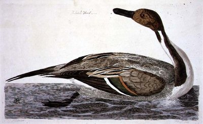 Le Canard pilet (Anas acuta) planche de 
