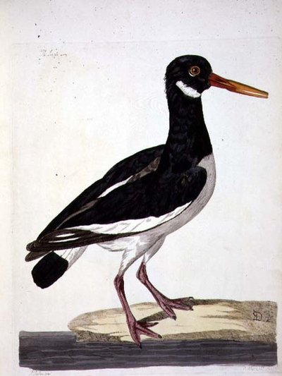 La Pie de mer ou Huîtrier pie (Haematopus ostralegus) planche de 