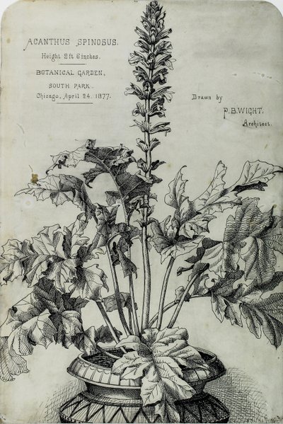 Acanthus Spinosus, dessins de présentation - Peter Bonnett Wight
