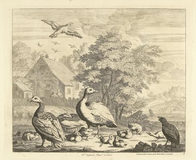 Oies avec des poussins près d