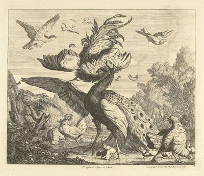 Coq attaquant un paon (Verschillende vogels) - Peter Casteels (III)
