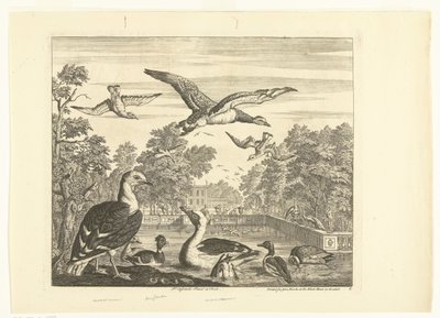 Goélands et canards dans un étang (Différents oiseaux) - Peter Casteels (III)