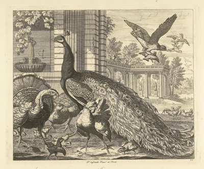 Paon et dinde près d