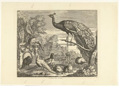 Paon, lapins et autres oiseaux près d