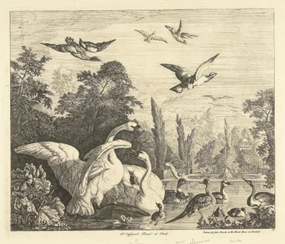 Cygnes et canards dans un étang à oiseaux Divers oiseaux (titre de la série) - Peter Casteels (III)