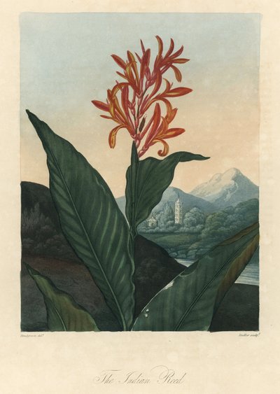 Eau rouge ou Conflore ou Toloman Forte, du Temple de Flora, par Dr. Robert Thornton (1768-1837) - Peter Charles (after) Henderson