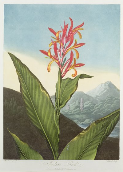 Roseau indien, gravé par Caldwall, de 