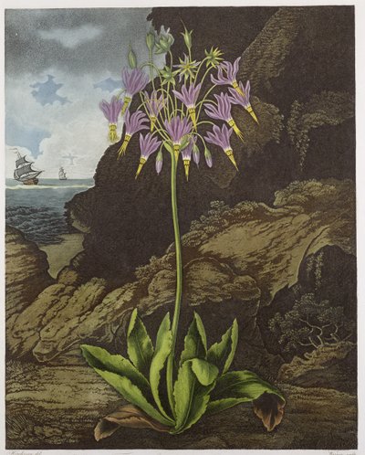 La primevère américaine, gravée par Warner, de 
