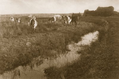 Bétail dans le marais, vers 1886 - Peter Emerson und Thomas Goodall