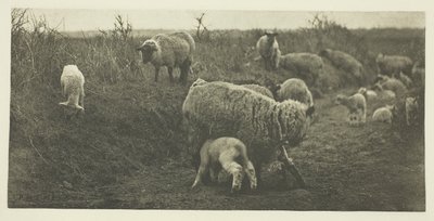 Une pastorale de mars (Suffolk) - Peter Henry Emerson