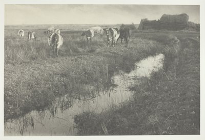 Bovins dans les marais - Peter Henry Emerson