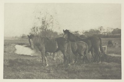 Poulains dans un marais de Norfolk - Peter Henry Emerson