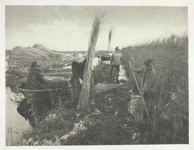Pendant la récolte du roseau - Peter Henry Emerson