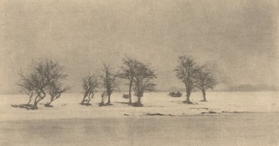 Arbres à Épines Tordues, vers 1890, imprimé vers 1895 - Peter Henry Emerson