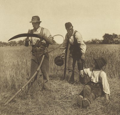 Pendant la moisson d