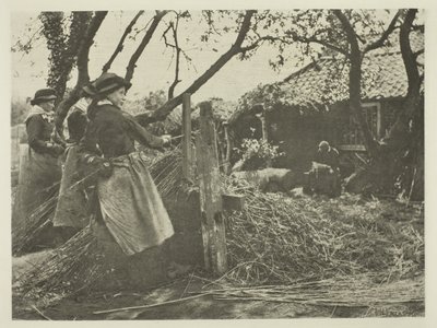 Épluchage d