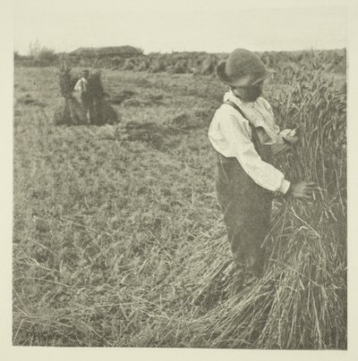 Choc de maïs (Norfolk) - Peter Henry Emerson