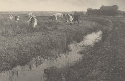 Bétail dans les marais - Peter Henry Emerson and T.F. Goodall