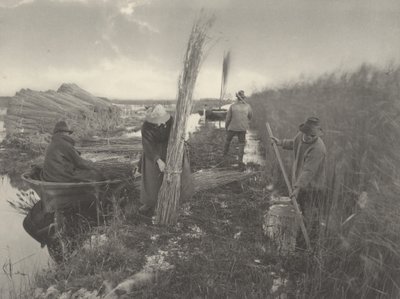 Pendant la récolte des roseaux - Peter Henry Emerson and T.F. Goodall