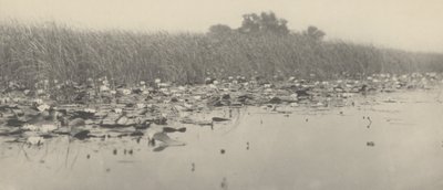 Nénuphars - Peter Henry Emerson and T.F. Goodall