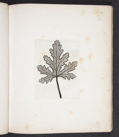 Empreinte de feuille - Peter Larsen Kyhl