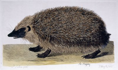 Le Hérisson, 1761-1766 - Peter Paillou