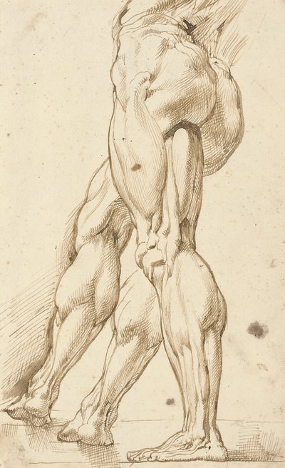 Étude écorchée des jambes d