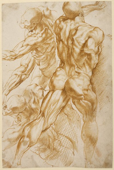 Études anatomiques - Peter Paul Rubens