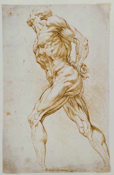 Étude anatomique : Un nu marchant vers la droite, les mains derrière le dos - Peter Paul Rubens
