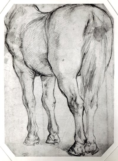 Arrière du cheval - Peter Paul Rubens