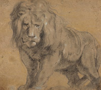 Lion, c.1612-13 - Peter Paul Rubens